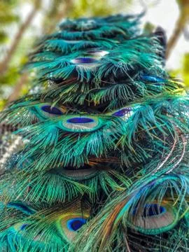Close up of colorful eye pattern on peacock tail. 스톡 사진