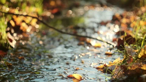 Close up of colorful fall leaves in beautiful small river in sunlight Stock Footage 292263301