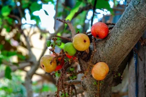 Close up of colorful figs with soft selective focus and green blur background. Stock Photos