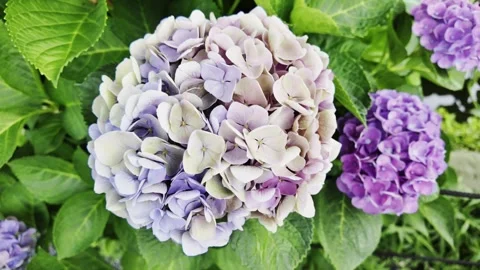 Close-up of Colorful Hydrangea Stock Footage 319273567