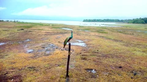 Close up colorful Indian Peacock. Stock Footage 294734191