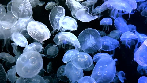 Close-up of a colorful jellyfish with translucent tentacles drifting underw.. Stock Footage 335886904