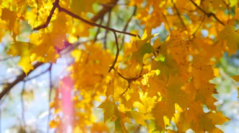 Close up of colorful leaves in the fall with a sunflare Stock Footage 62201152