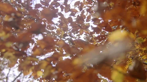 Close-up of colorful leaves on a tree Stock Footage 258935941