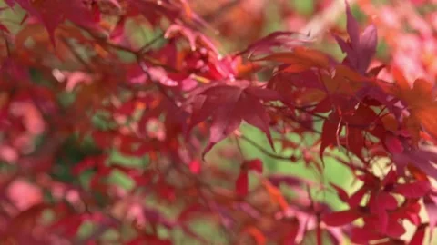 Close-up of a colorful maple leaf blowing on the wind. Red Autumn. Video stock 166242948