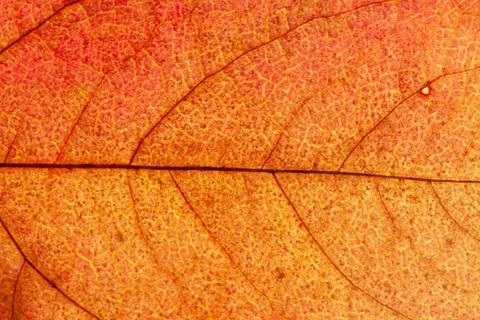 Close up of colorful maple leaf Stock Photos