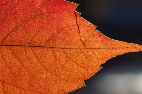 Close up of colorful maple leaf 写真素材
