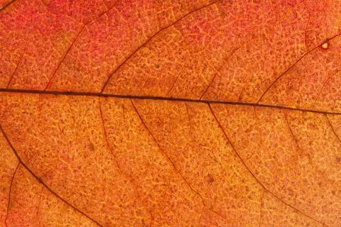 Close up of colorful maple leaf Stock Photos