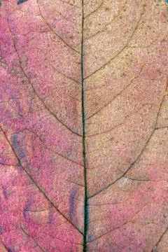 Close up of colorful maple leaf Stock Photos