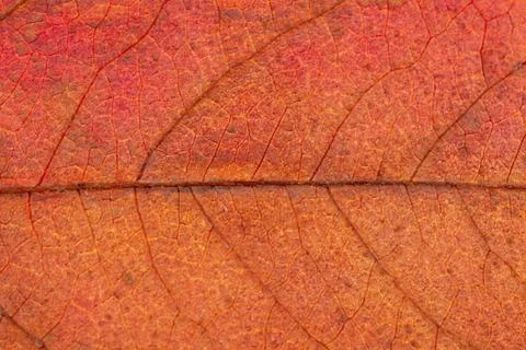 Close up of colorful maple leaf Stock Photos