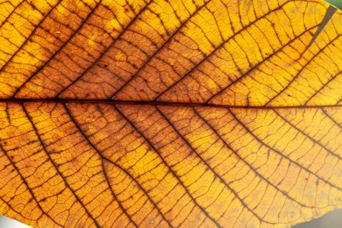 Close up of colorful maple leaf Stock Photos