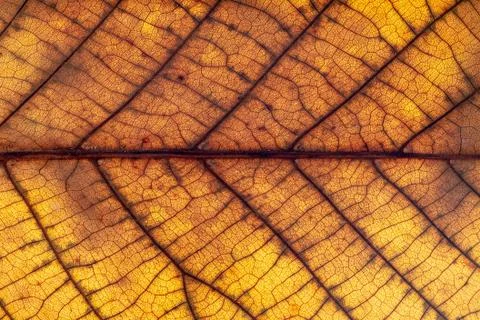 Close up of colorful maple leaf Foto stock