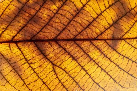 Close up of colorful maple leaf Stockfoto's