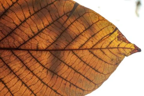 Close up of colorful maple leaf Stock Photos