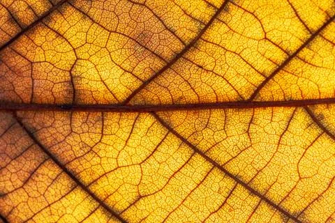 Close up of colorful maple leaf Stock Photos