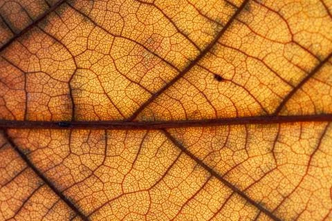 Close up of colorful maple leaf Foto stock