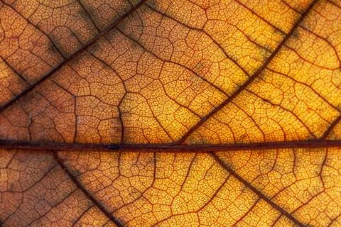 Close up of colorful maple leaf Stockfoto's