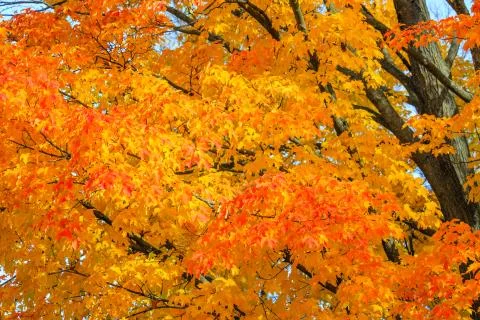 Close up of a colorful maple tree in October Stock Photos