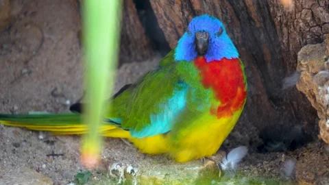 Close up of a colorful parrot  Stock Footage 278013335