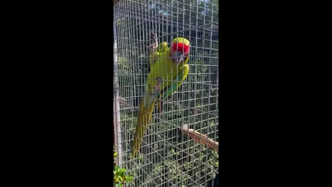 Close Up Colorful Parrot Stock Footage 329983682
