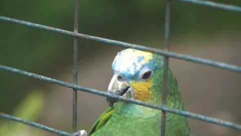Close up of a Colorful parrot inside of a cage in slow motion in Ecuador, Video stock 139726985