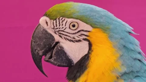 Close Up of a Colorful Parrot Looking Around with Pink Background, Bangkok Stock Footage 295642431