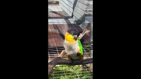 Close Up Colorful Parrots. Stock-Footage 329983484