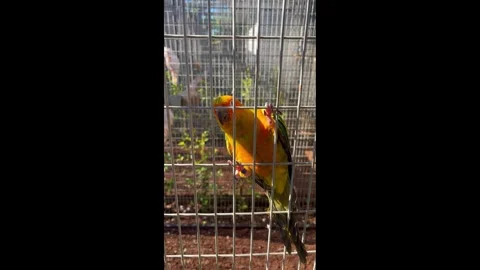 Close Up Colorful Parrots 스톡 동영상 329996273