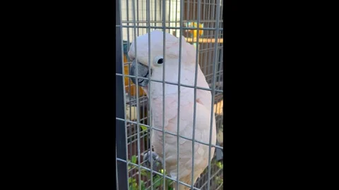 Close Up Colorful Parrots. White cockatoo Stock Footage 329996341