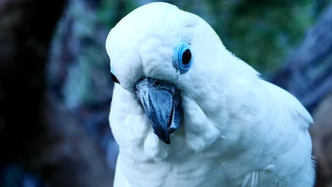 Close up, The colorful pattern of parrots is a highlight. Stock Footage 167617694