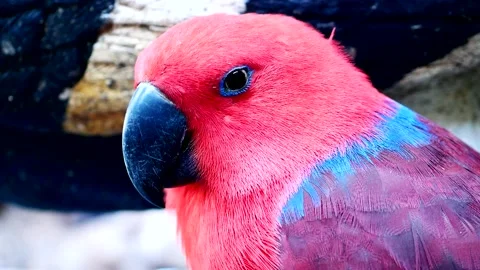 Close up, The colorful pattern of parrots is a highlight. 動画素材 167617717