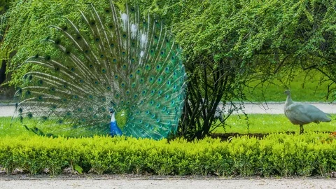 Close up of colorful peacock with his feathers fanned out Stock Footage