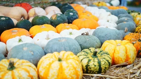 Close up of colorful pumpkins Stock Footage 118230096