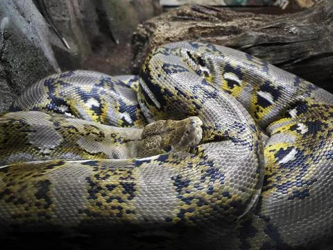 Close up of a colorful python in the zoo Stock Photos
