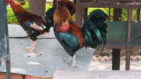 Close-up of a colorful rooster 스톡 동영상 329561429