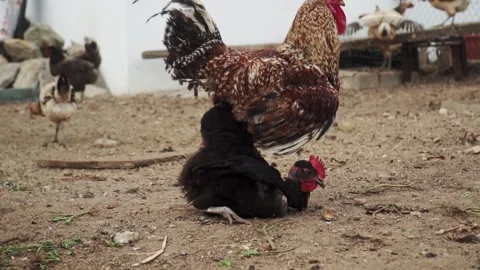 Close up of a Colorful rooster or fighting cock Mating in the organic Stock Footage 247533670