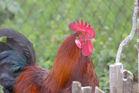 Close-Up of a Colorful Rooster in a Rustic Setting Foto stock