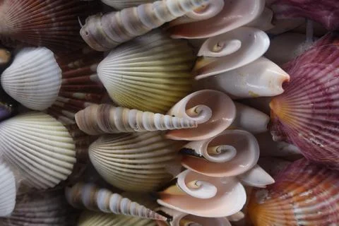 Close-up of colorful seashell collection 库存照片
