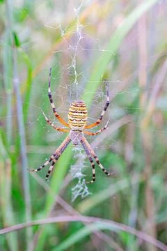 Close-up of colorful spider on web, background blurred with green foliage o.. Stock Photos