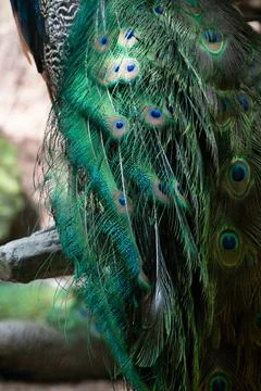 Close up Colorful Texture and Pattern of Beautiful Peacock Stock Photos