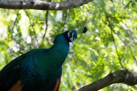 Close up Colorful Texture and Pattern of Beautiful Peacock Stock Photos
