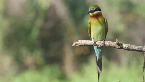 Close-up of colorful tiny bird sitting on a branch Stock Footage 234732989