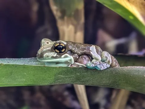 Close-up of a colorful tree frog resting on a green leaf in a natural setting Stock Photos