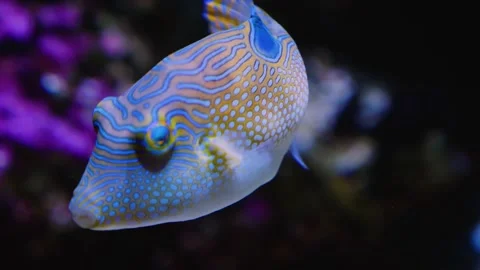  Close up of colorful triggerfish  Stock Footage 143353694