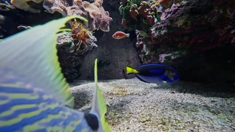 Close up colorful tropical fish of different species swim over a beautiful reef Stock Footage 301447826