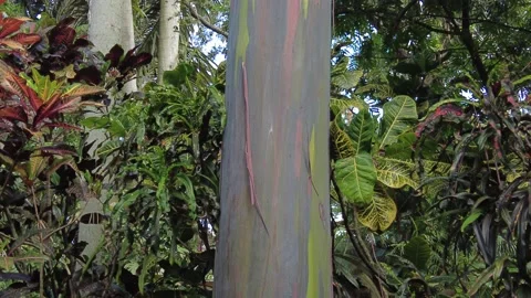 Close up of the colorful trunk of Rainbow Eucalyptus tree, filmed at 4K 60fps Stock Footage 149159582