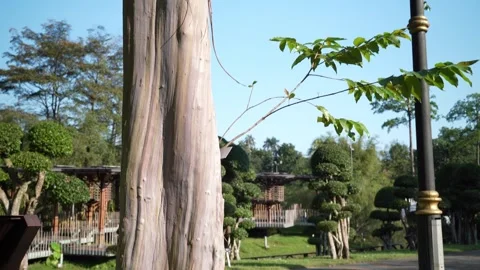Close up of the colorful trunk of the Rainbow Eucalyptus tree. Vidéo 270156046