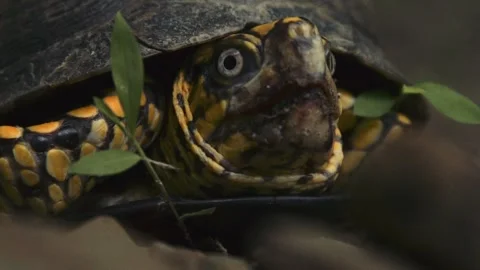 A close-up of a colorful turtle with a patterned shell, partially hidden by Stock Footage 310729330