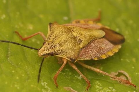 Close up of a colorful, uncommon shield bug , Carpocoris fuscipinus . Stock Photos