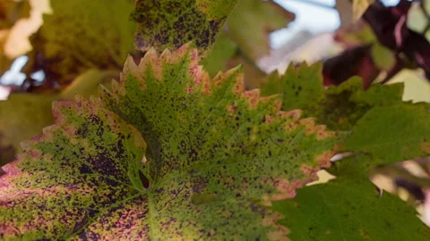 Close up of Colorful Vine Leaf amongst other Leaves Stock Footage 137966686